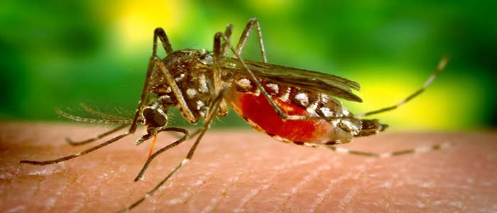 planos-de-saude-tem-que-cobrir-teste-de-dengue-e-chikungunya1